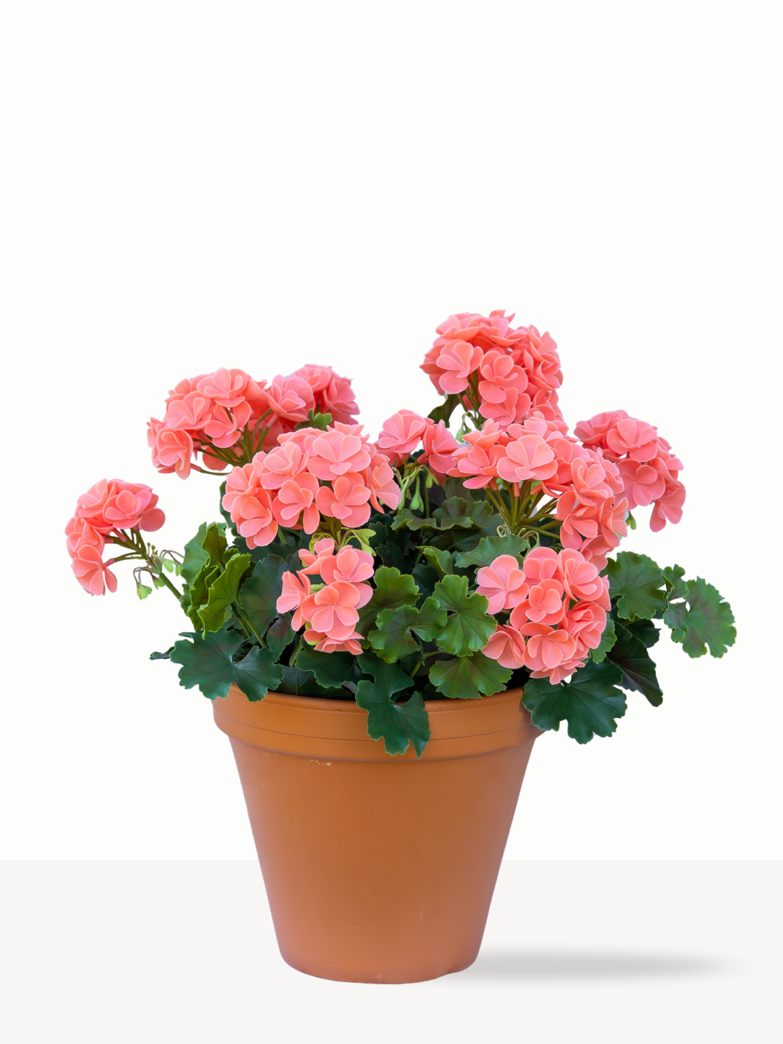 Geranium peach