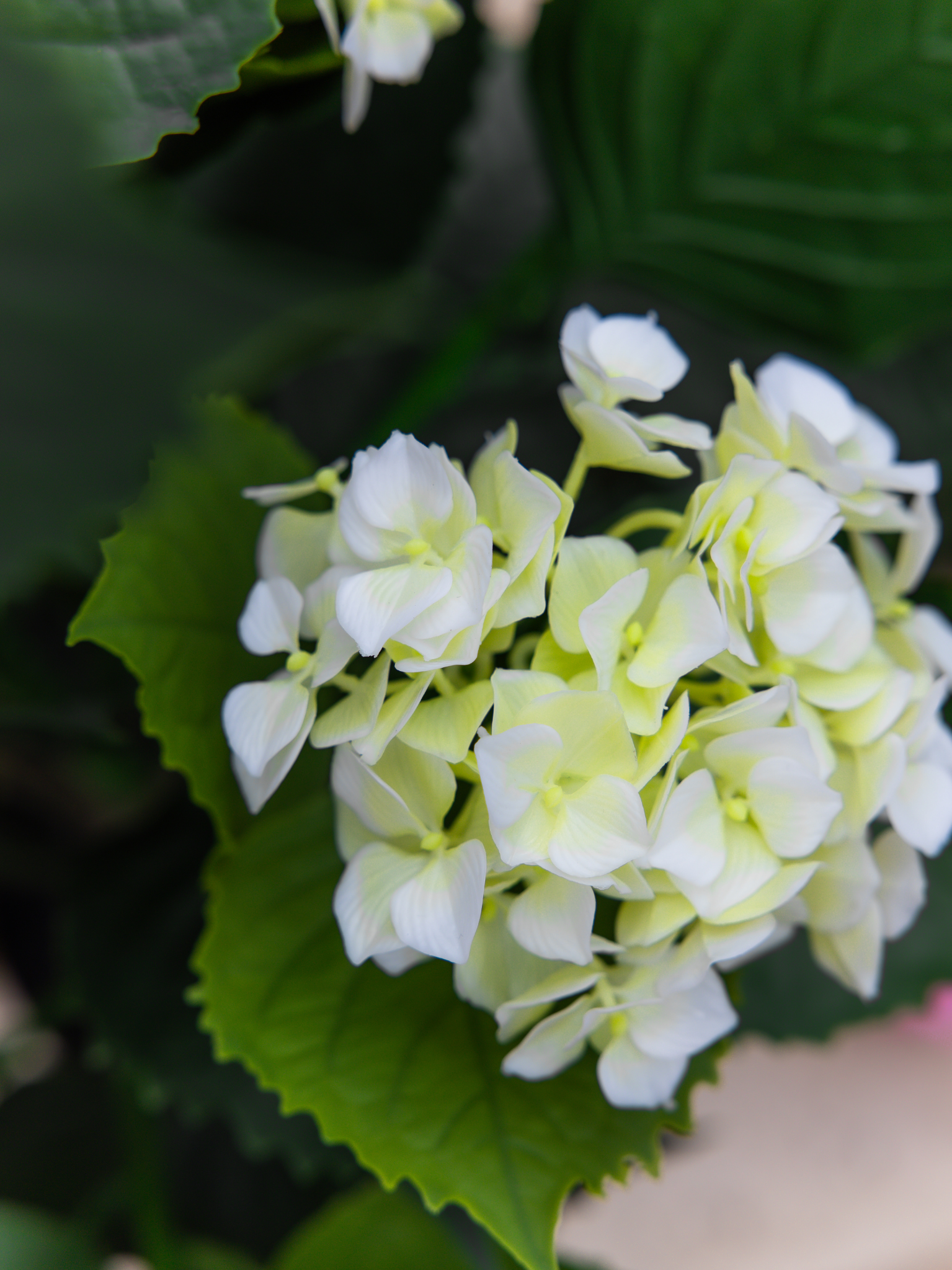 Hortensia struik wit