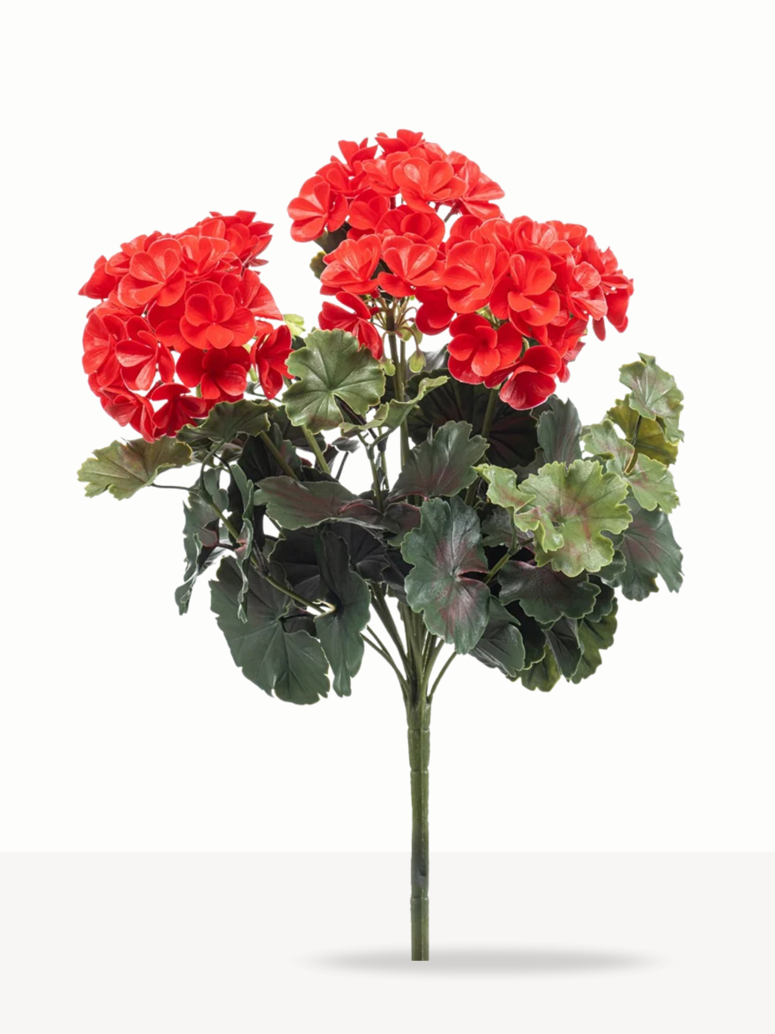 Geranium rood