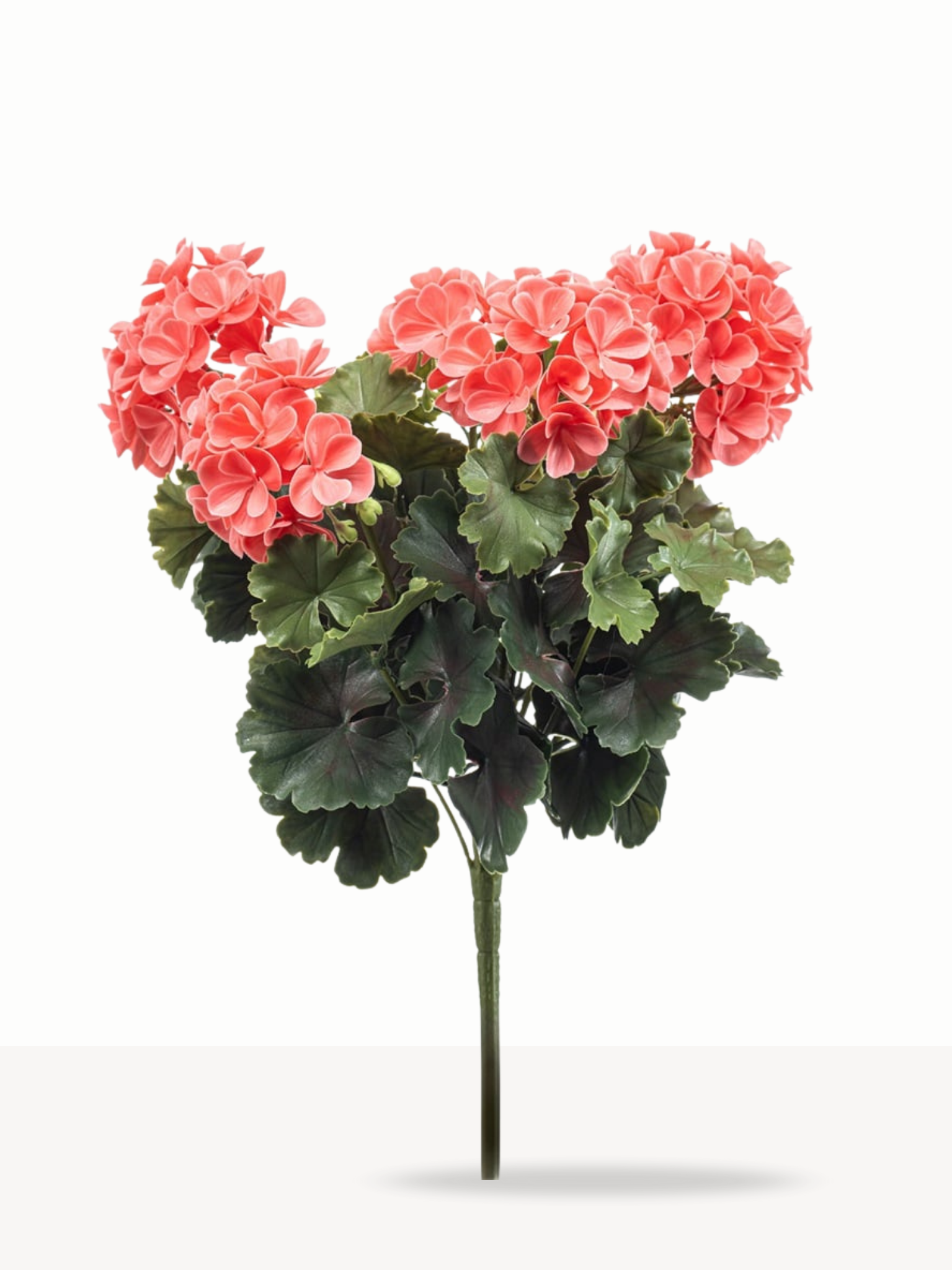 Geranium peach