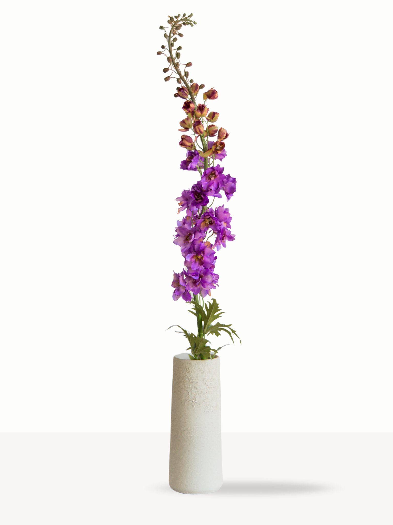 Delphinium paars XL