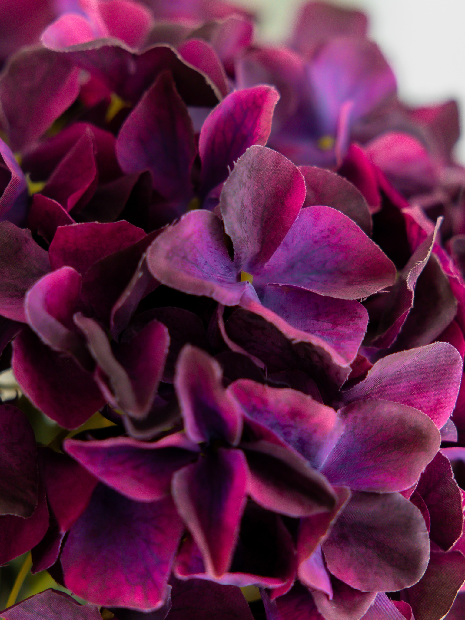 Hortensia burgundy