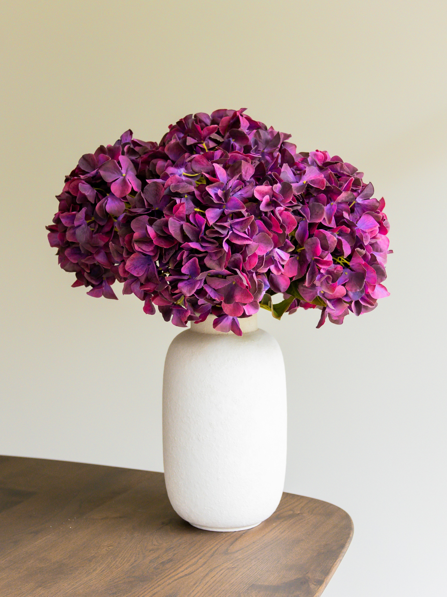 Hortensia burgundy
