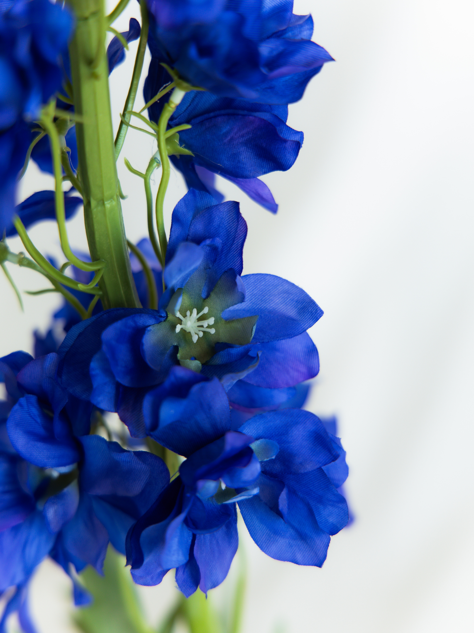 Delphinium blauw XL