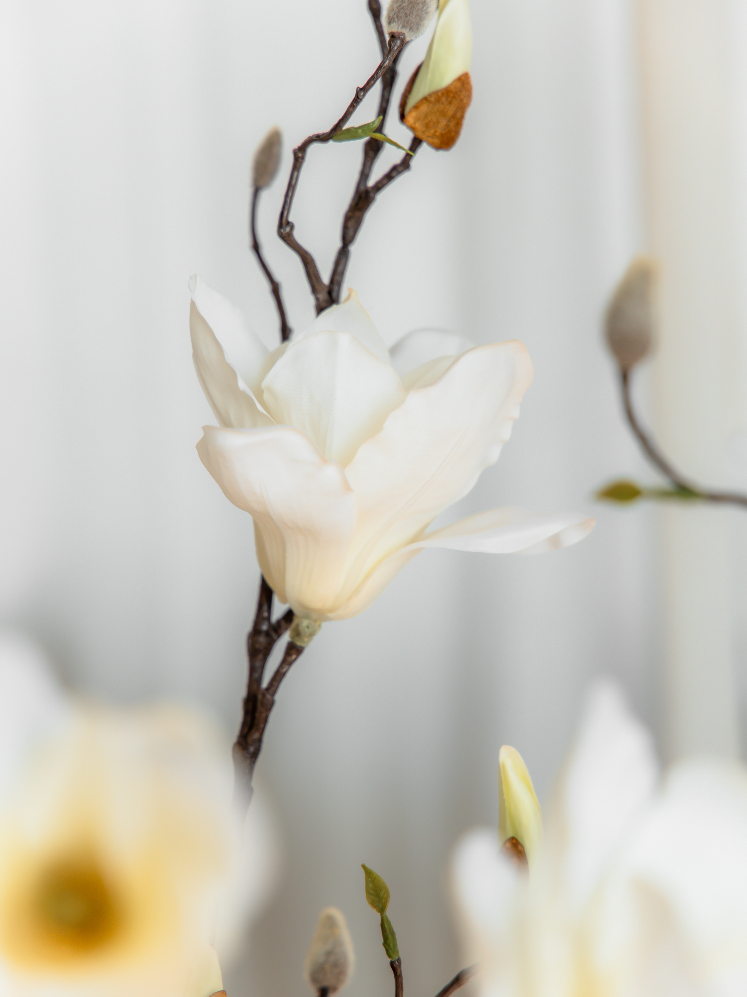 Magnolia wit