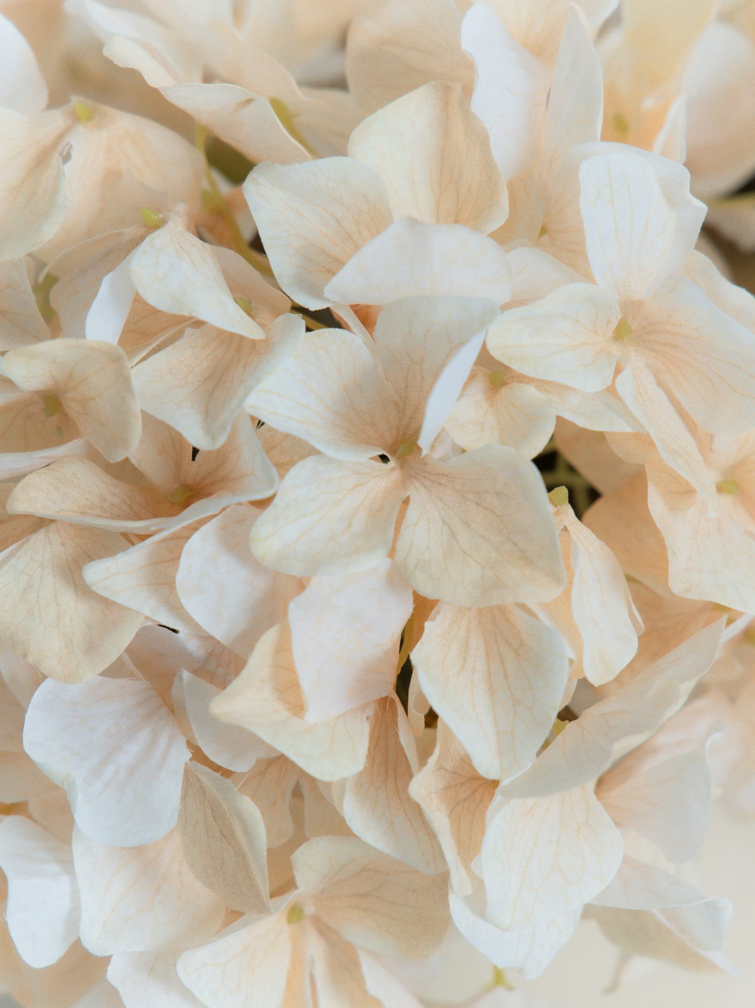 Hortensia creme