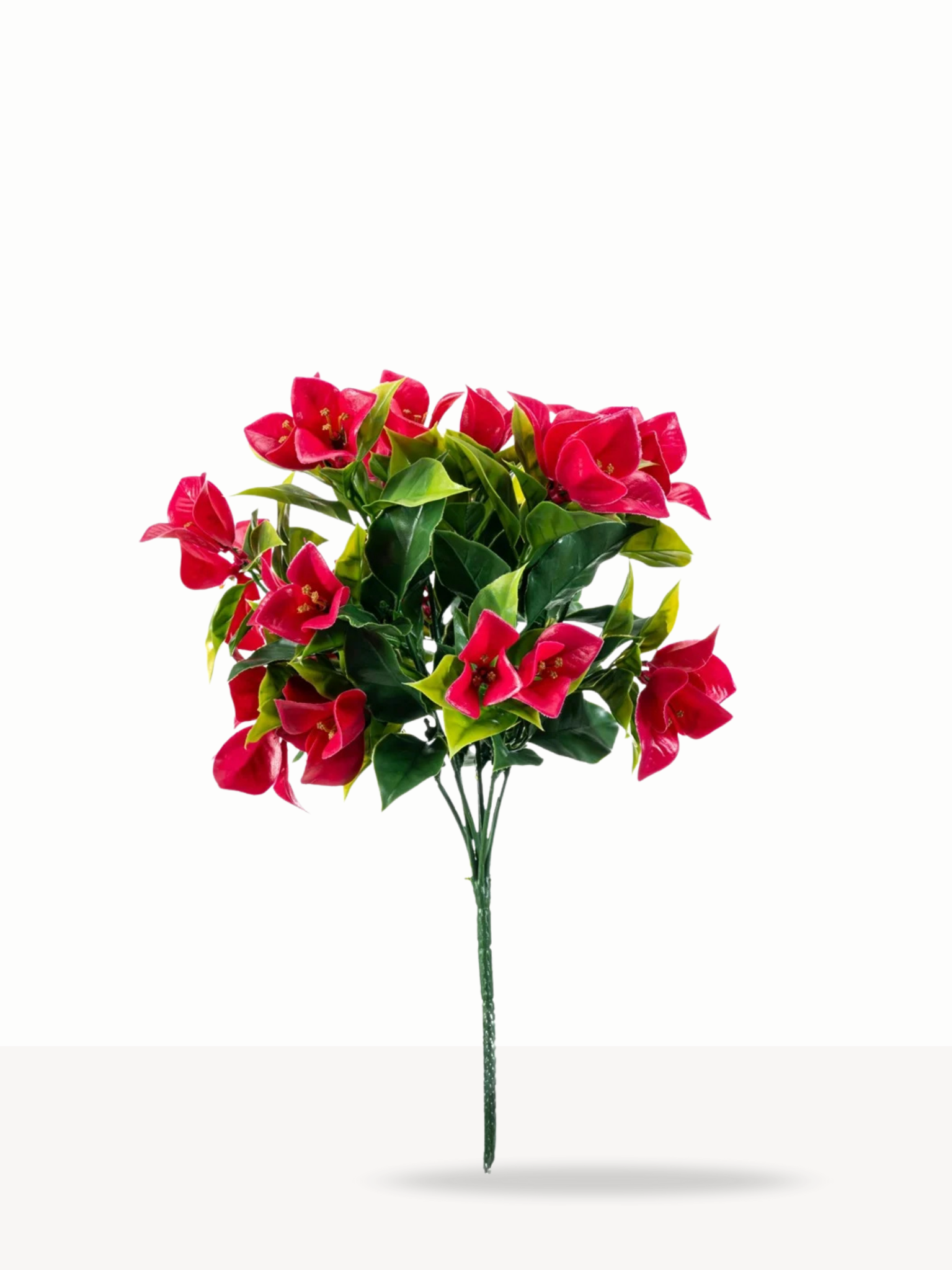 Bougainvillea rood