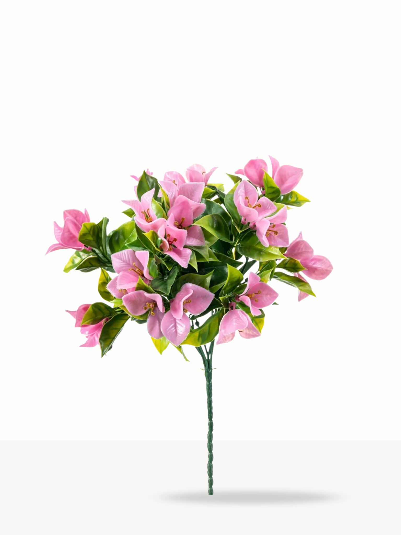 Bougainvillea roze