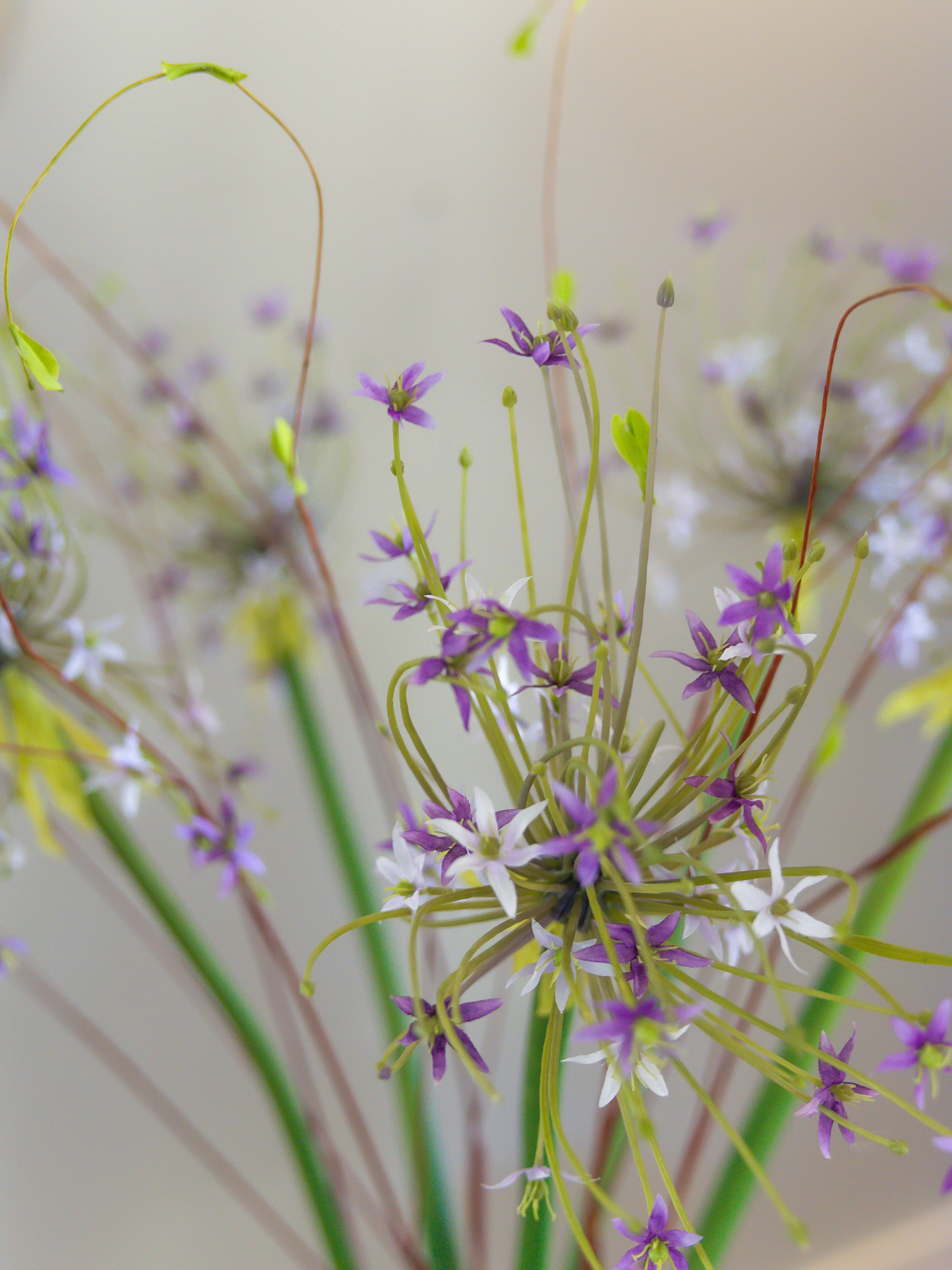 Tak allium paars