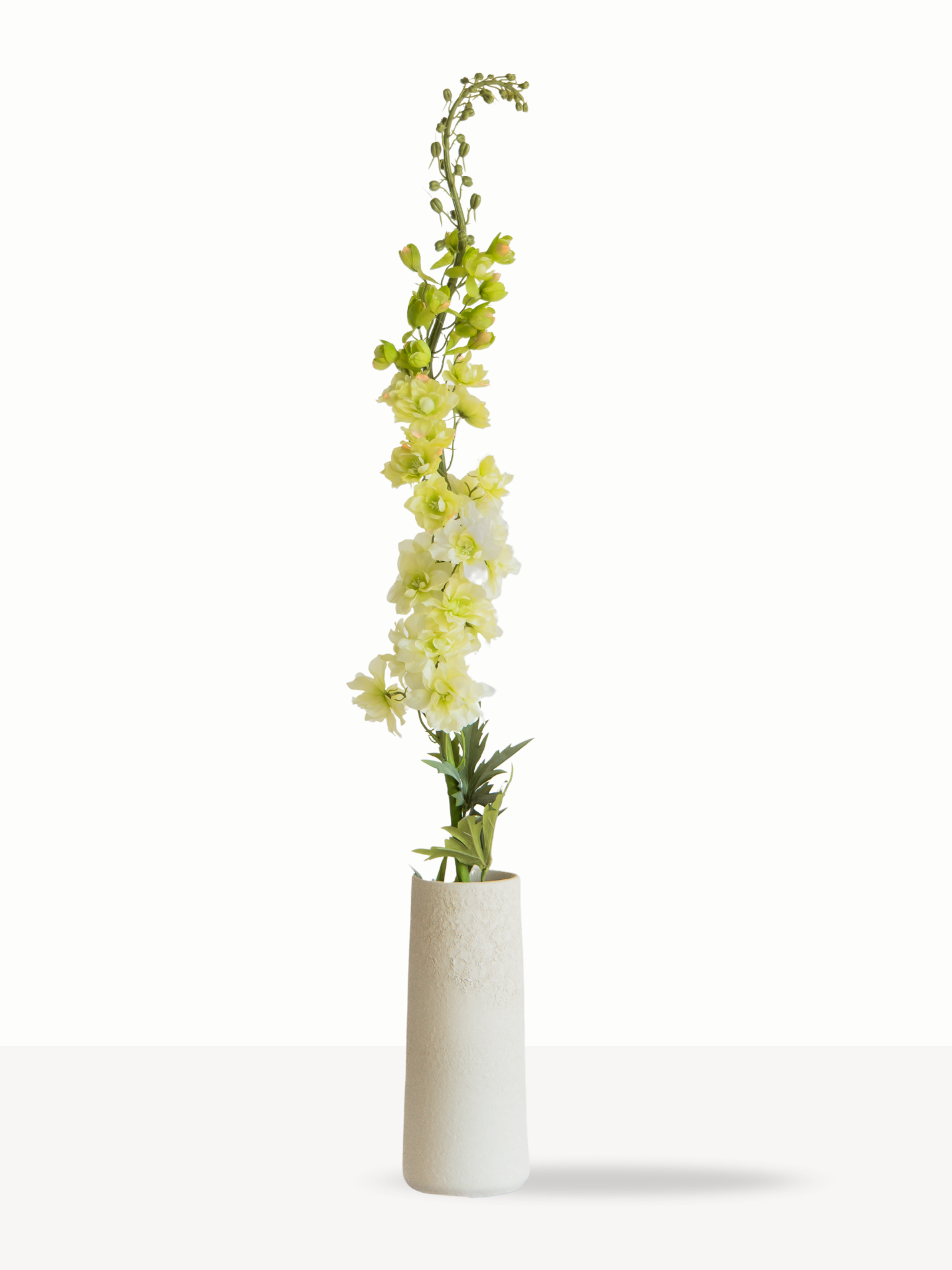 Delphinium groen XL