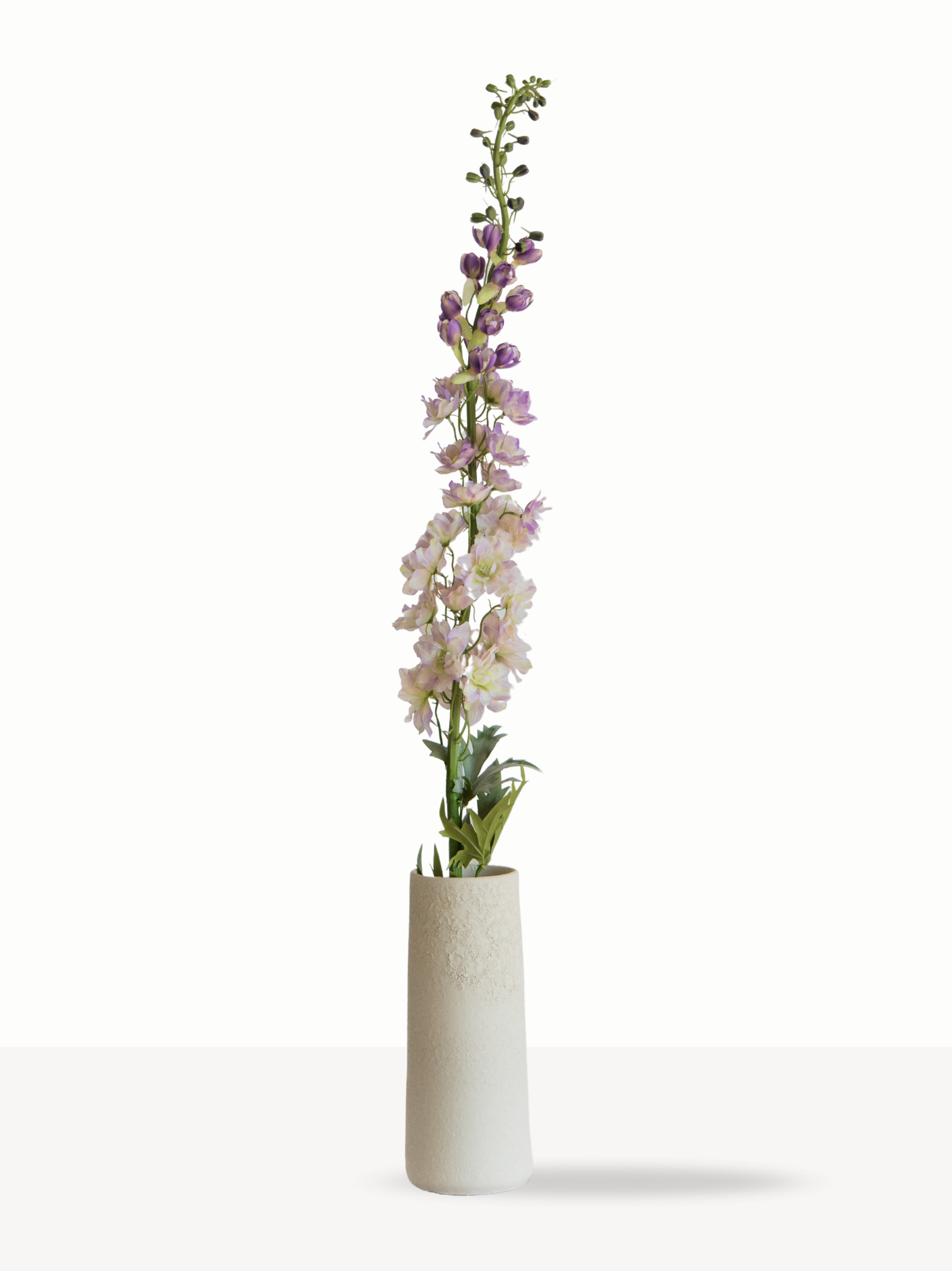 Delphinium lila XL