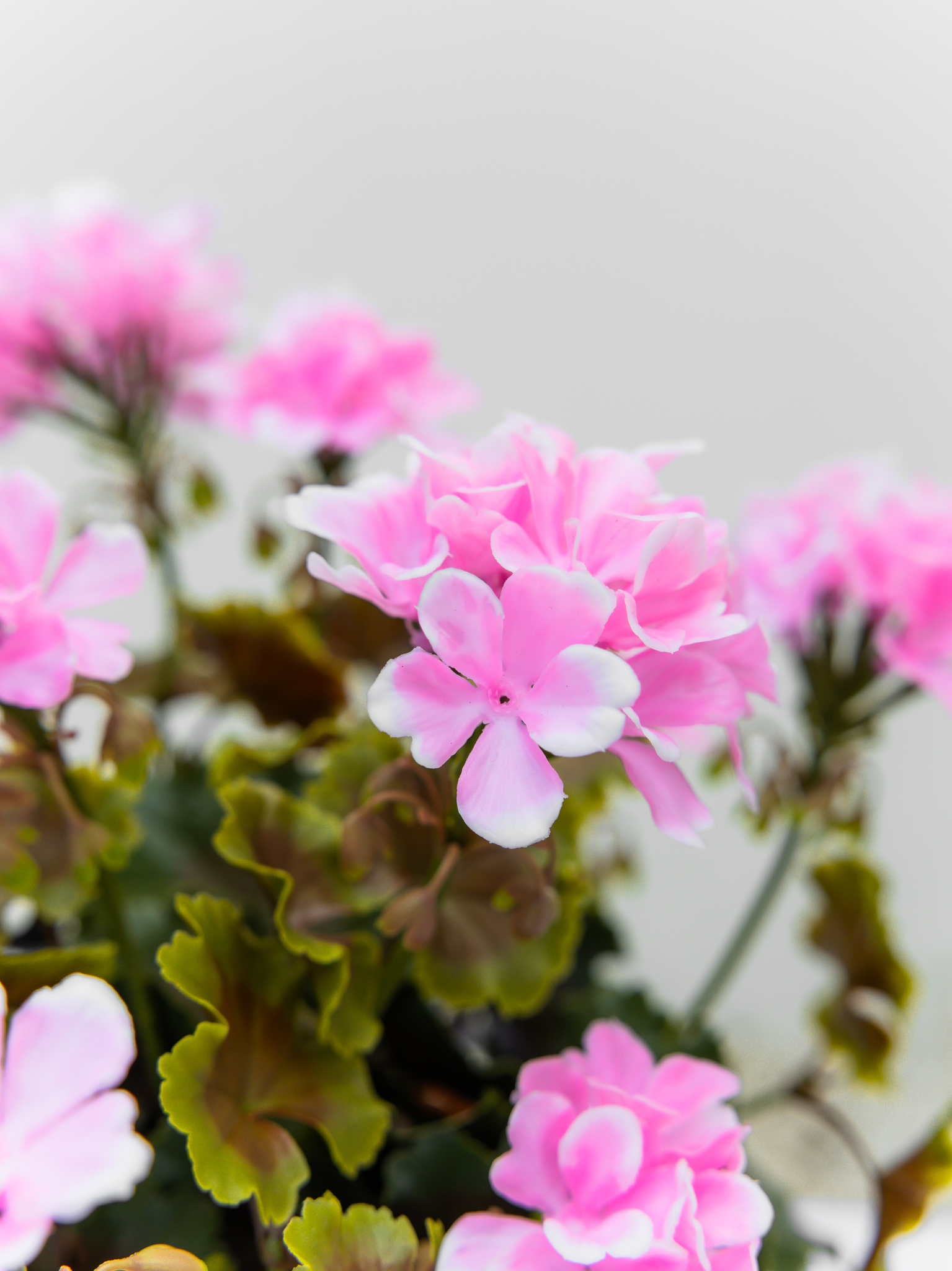Geranium licht roze