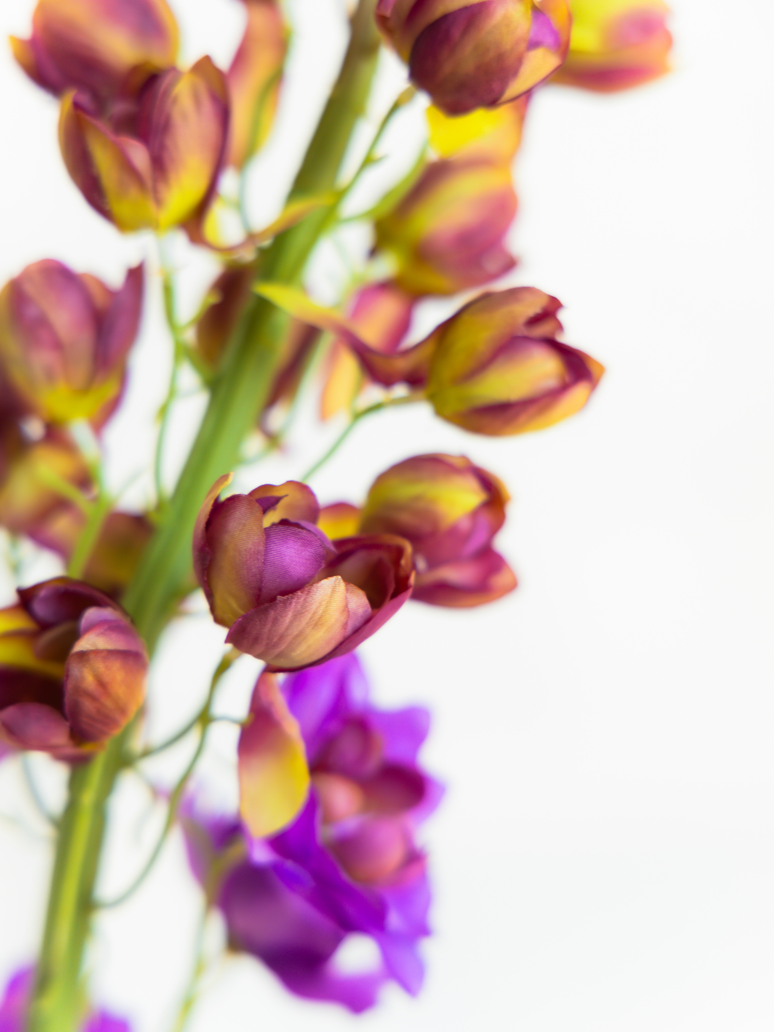 Delphinium paars XL