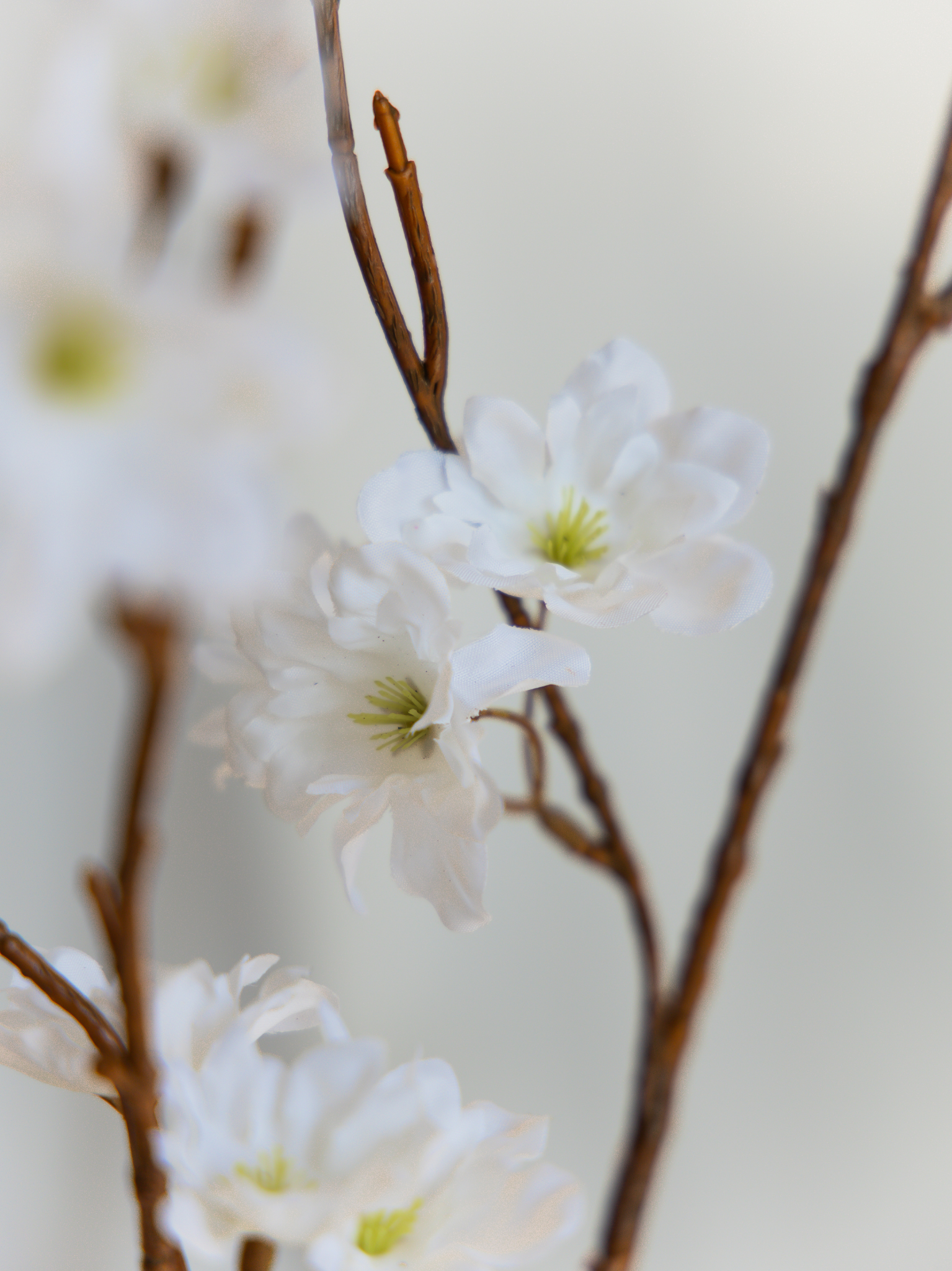 Bloesem wit