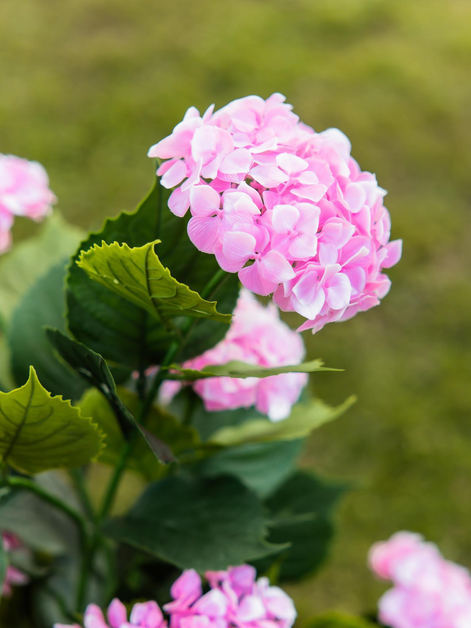 Hortensia struik roze