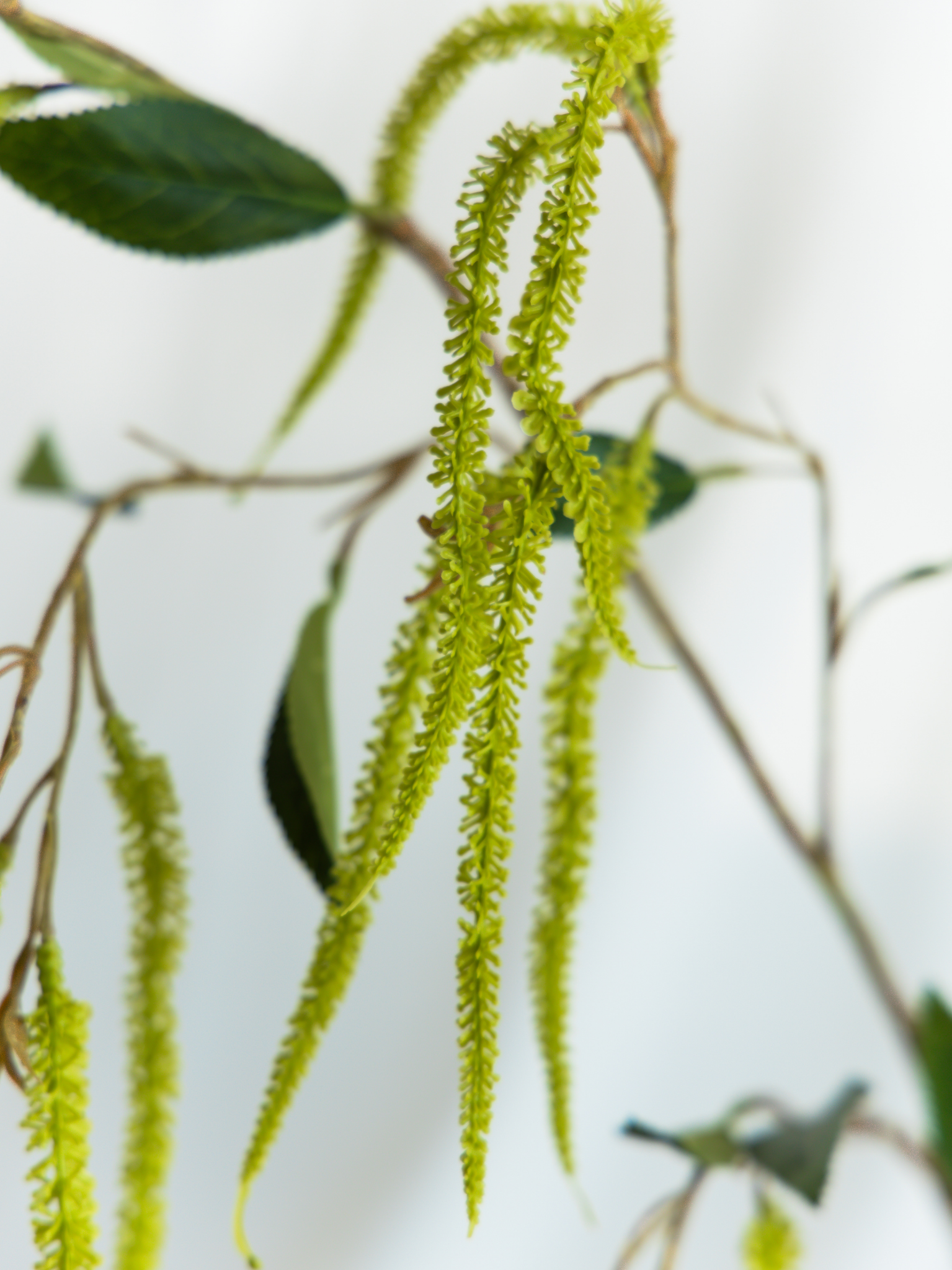 Amaranthus groen