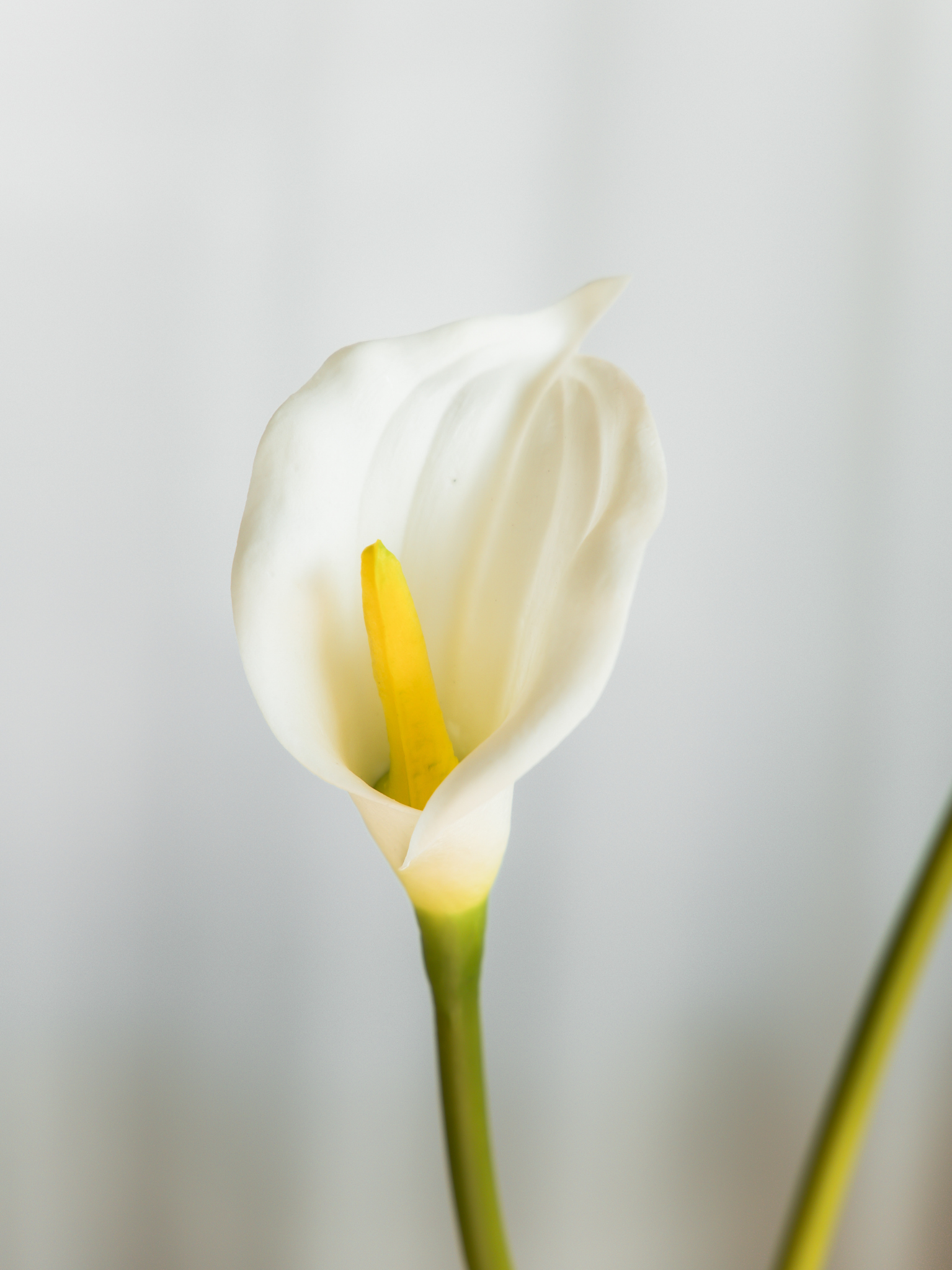 Boeket Calla