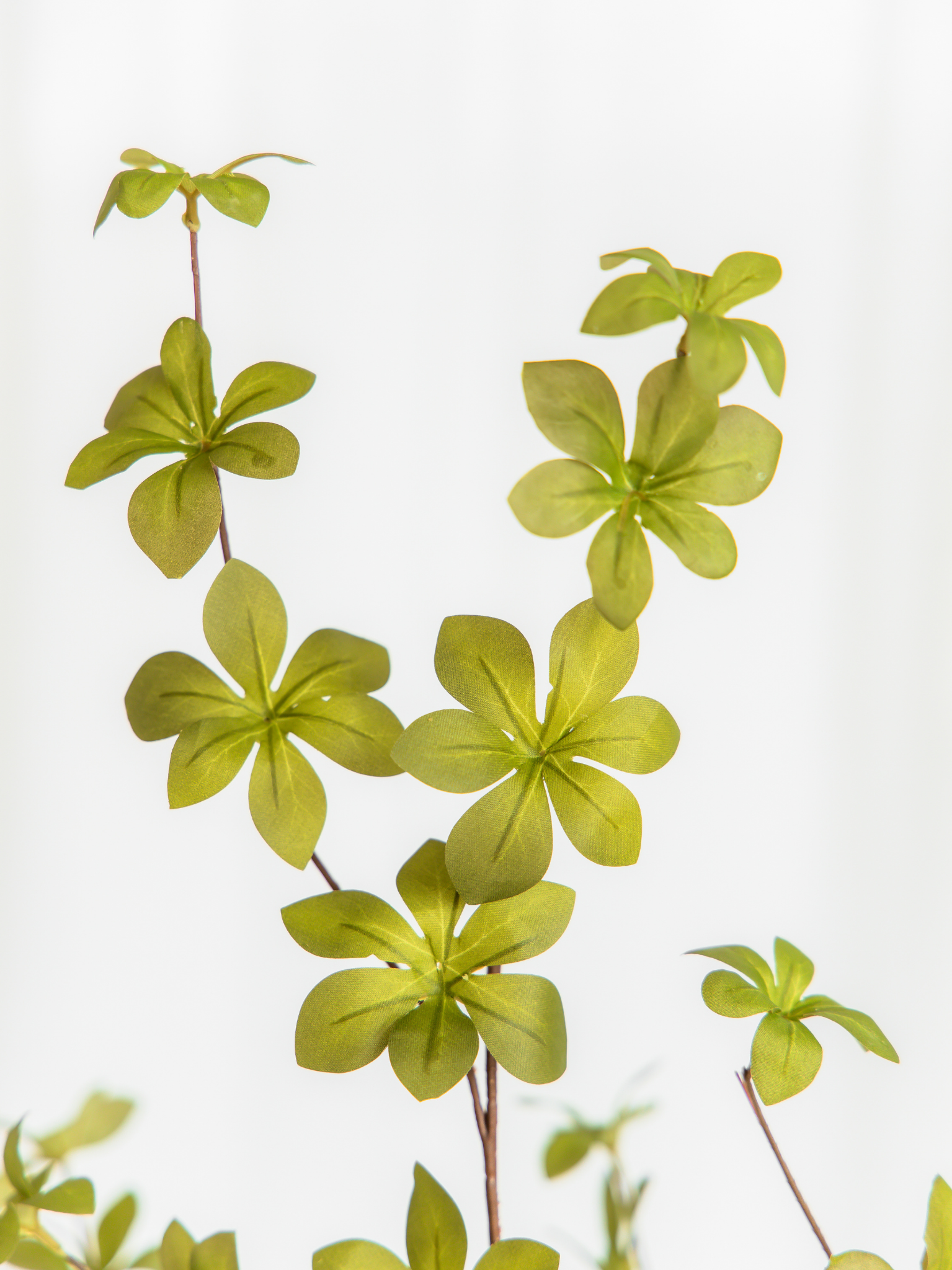 Sterblad groen