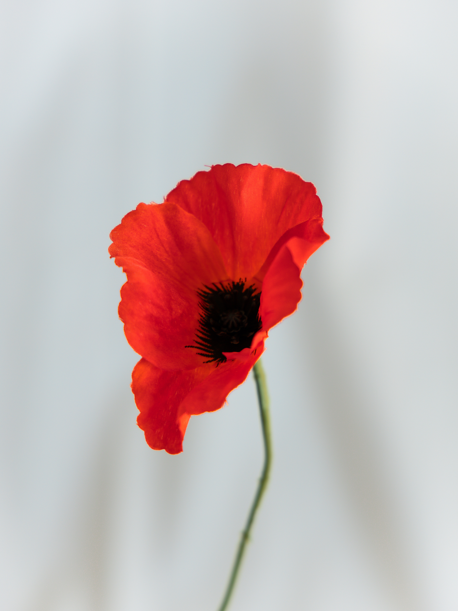 Poppy rood