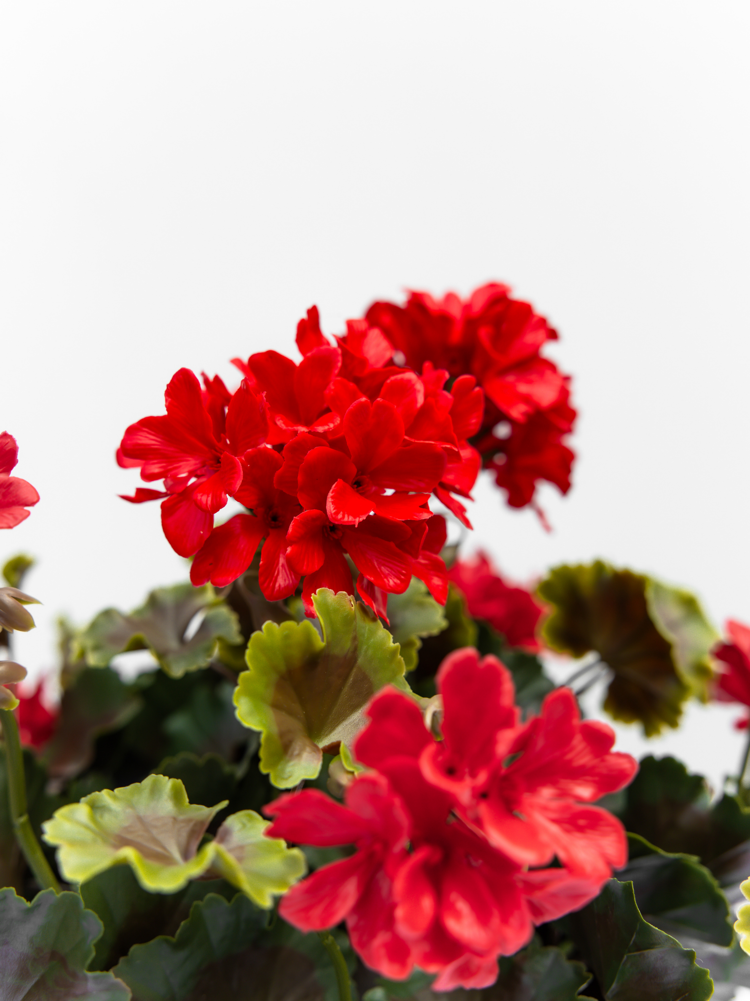 Geranium rood