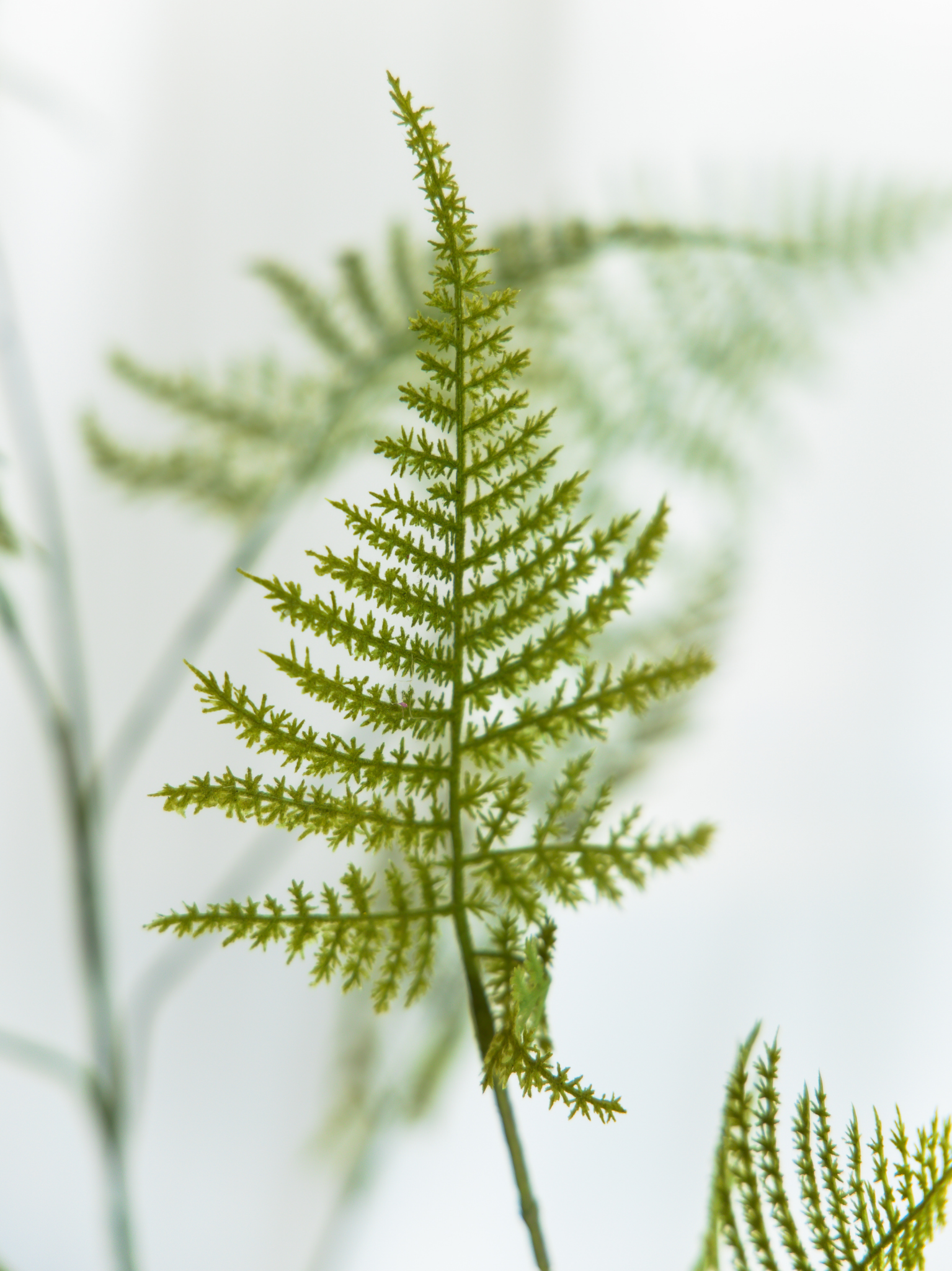 Varenblad groen