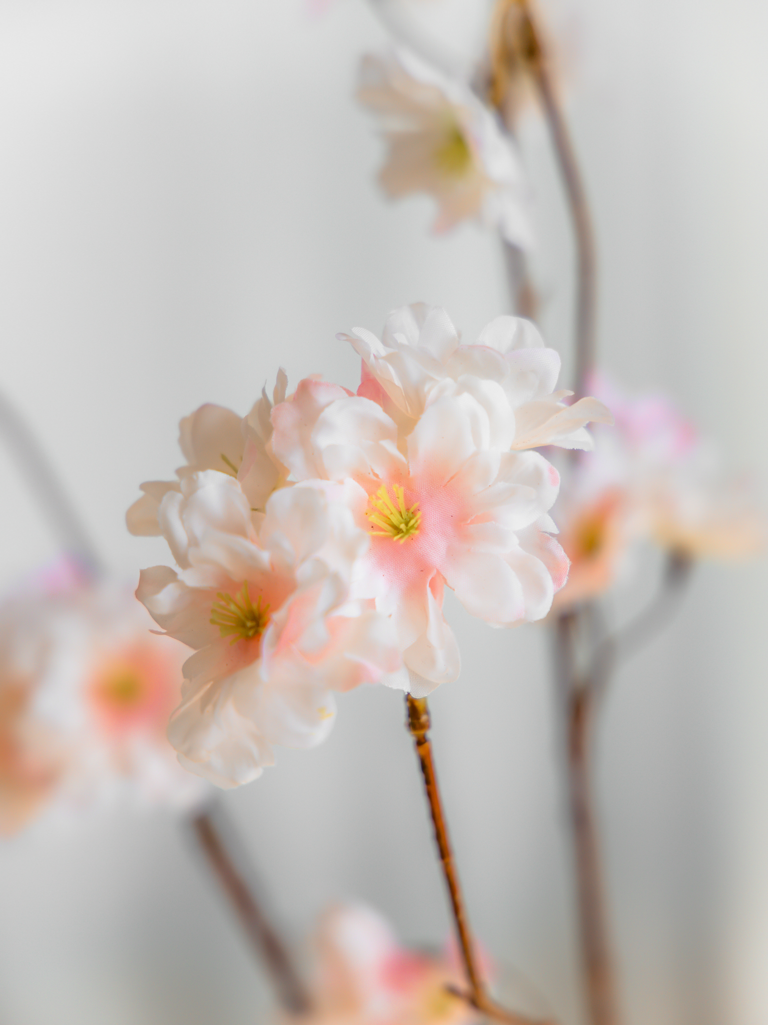 Bloesem peach
