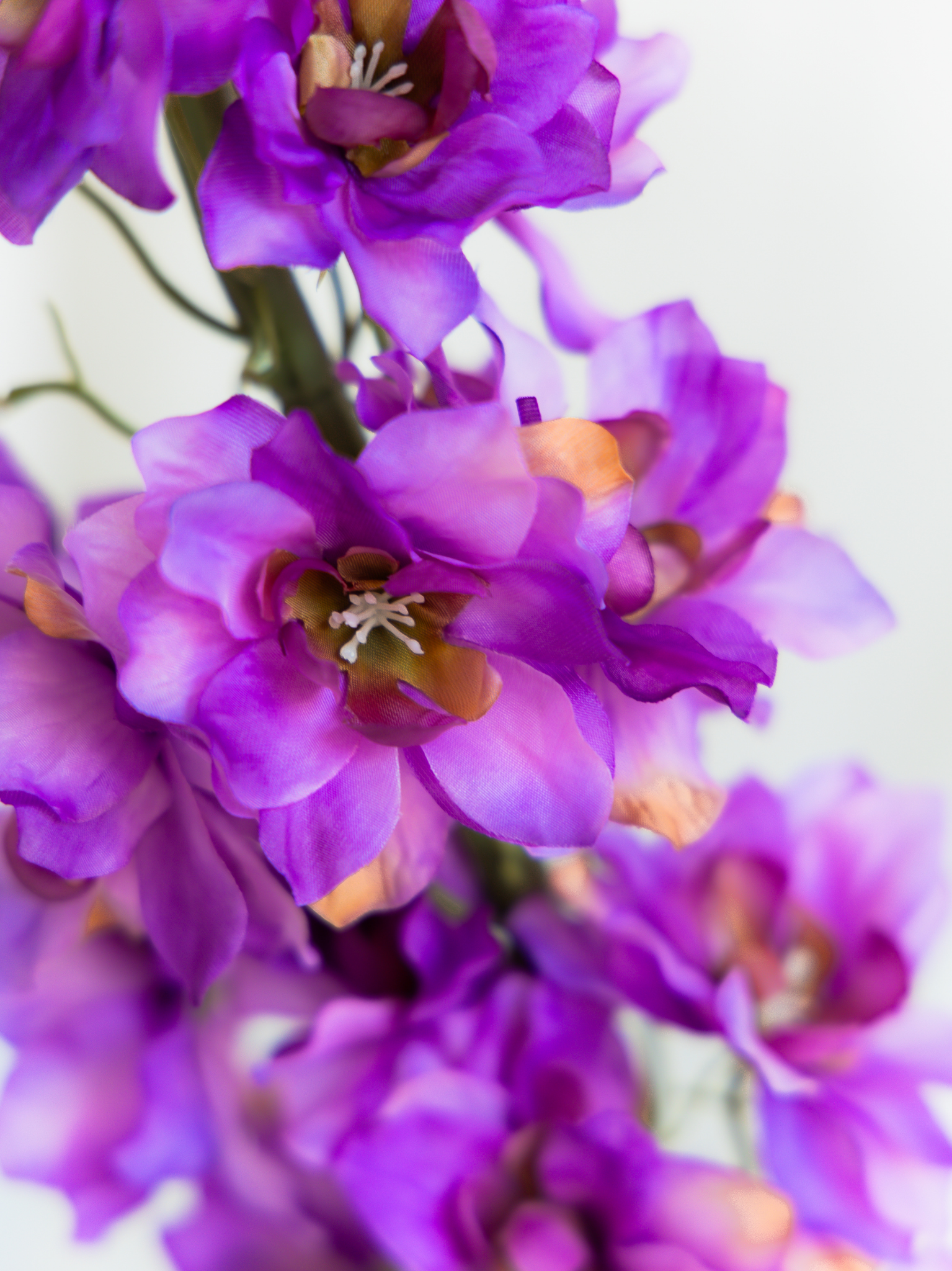 Delphinium paars XL