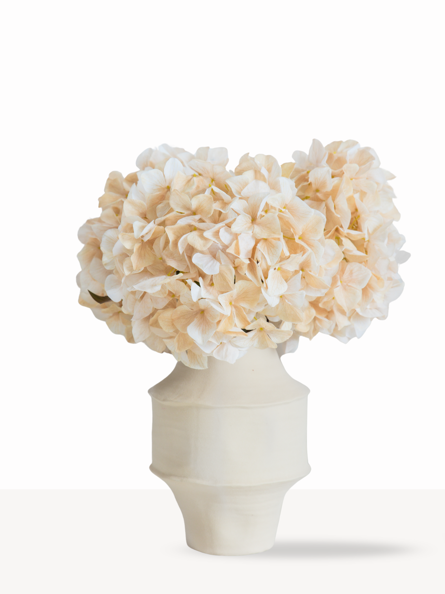 Hortensia creme