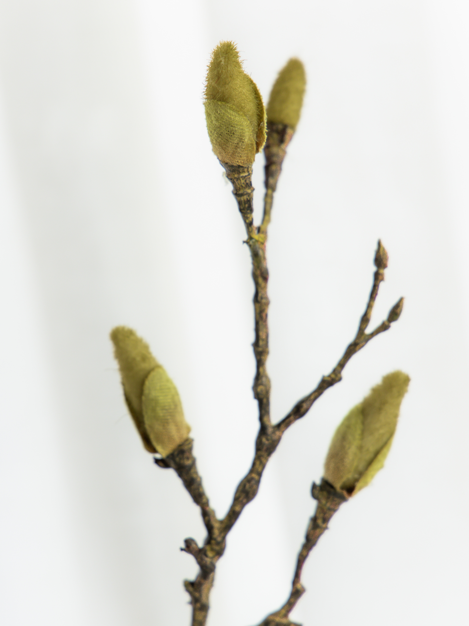 Magnolia groen