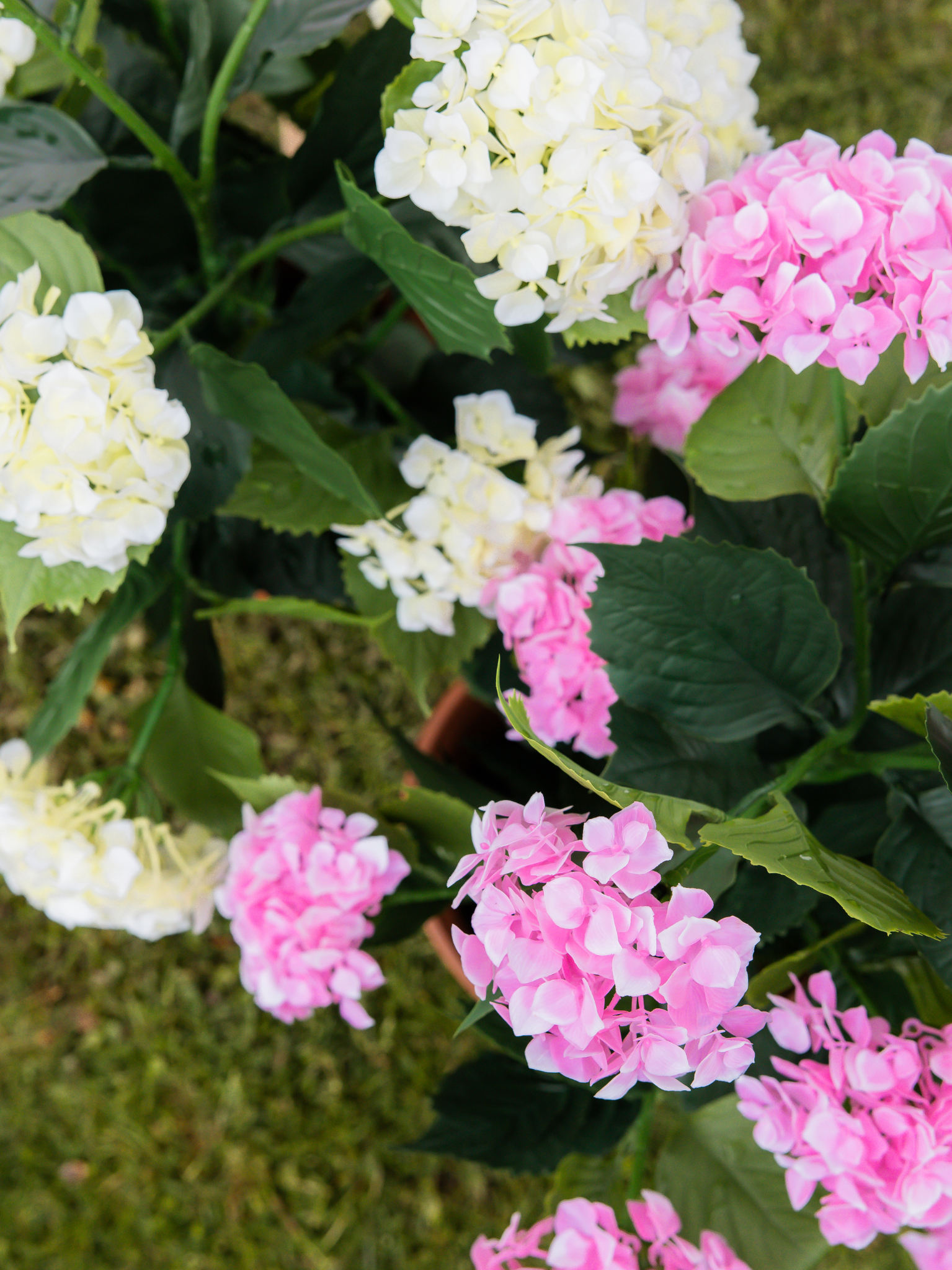 Hortensia struik roze